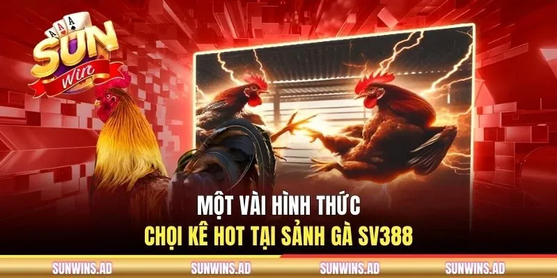 Một vài hình thức chọi kê hot tại sảnh gà SV388